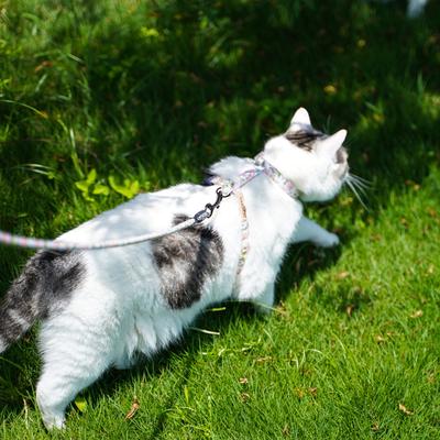 Show full view: Touchcat Floral Cat Harness & Leash, 47.24-in long, 0.59-in wide, Small: 8.66 to 12.59-in chest slide 2 of 2