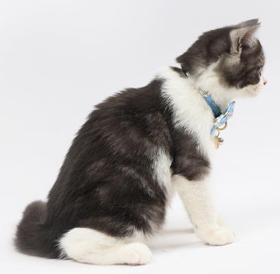 Show full view: Touchcat Floral Polyester Cat Collar with Bow, Blue, Small: 5.9 to 9-in neck, 0.39-in wide slide 4 of 6