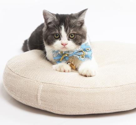 Show full view: Touchcat Floral Polyester Cat Collar with Bow, Blue, Small: 5.9 to 9-in neck, 0.39-in wide slide 3 of 6