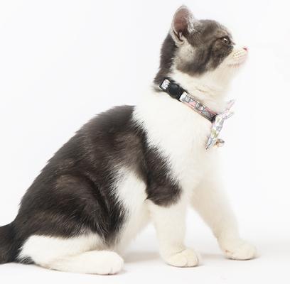 Show full view: Touchcat Floral Polyester Cat Collar with Bow, Pink, Large: 7.87 to 11.81-in neck, 0.39-in wide slide 5 of 7