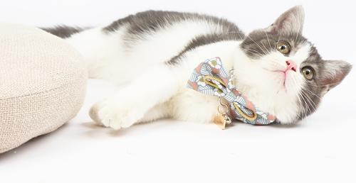 Show full view: Touchcat Floral Polyester Cat Collar with Bow, Pink, Large: 7.87 to 11.81-in neck, 0.39-in wide slide 4 of 7