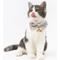 Show in main carousel: Touchcat Floral Polyester Cat Collar with Bow, Pink, Large: 7.87 to 11.81-in neck, 0.39-in wide slide 2 of 7