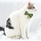 Show in main carousel: Touchcat Glampurr Elegant Cotton Cat Collar with Bowtie & Bell, Green slide 3 of 3
