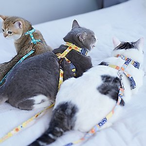 Touchcat Multi-Shape Harness & Leash, 47.24-in long, 0.59-in wide, Medium: 12.59 to 18.44-in chest