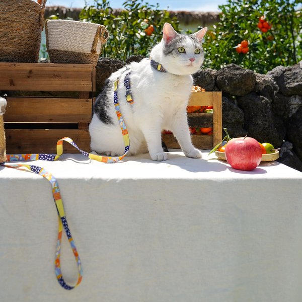 Show full view: Touchcat Multi-Shape Harness & Leash, 47.24-in long, 0.59-in wide, Small: 8.66 to 12.59-in chest slide 2 of 5