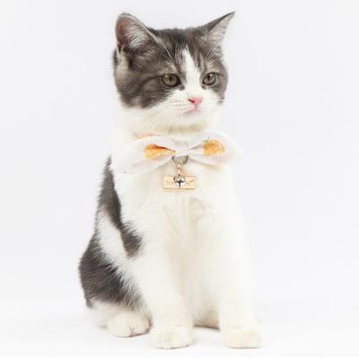 Show full view: Touchcat Pineapple Polyester Cat Collar with Bow, Yellow, Large: 7.87 to 11.81-in neck, 0.39-in wide slide 2 of 4