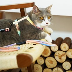 Touchcat Rainbow Cat Harness & Leash, 47.24-in long, 0.59-in wide, Medium: 12.59 to 18.44-in chest slide 2 of 4