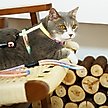 Show in main carousel: Touchcat Rainbow Cat Harness & Leash, 47.24-in long, 0.59-in wide, Medium: 12.59 to 18.44-in chest slide 4 of 4