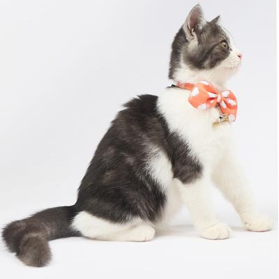 Show full view: Touchcat Shepherd Polyester Cat Collar with Bow, Sunkist Orange, Small: 5.9 to 9-in neck, 0.39-in wide slide 5 of 5