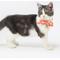 Show in main carousel: Touchcat Shepherd Polyester Cat Collar with Bow, Sunkist Orange, Small: 5.9 to 9-in neck, 0.39-in wide slide 4 of 5