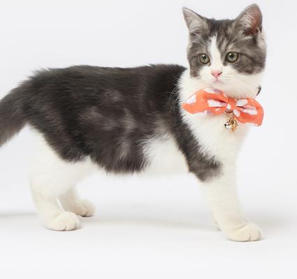 Show full view: Touchcat Shepherd Polyester Cat Collar with Bow, Sunkist Orange, Small: 5.9 to 9-in neck, 0.39-in wide slide 4 of 5