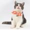 Show in main carousel: Touchcat Shepherd Polyester Cat Collar with Bow, Sunkist Orange, Small: 5.9 to 9-in neck, 0.39-in wide slide 3 of 5