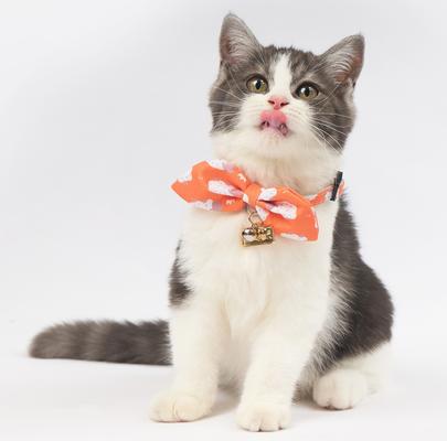 Show full view: Touchcat Shepherd Polyester Cat Collar with Bow, Sunkist Orange, Small: 5.9 to 9-in neck, 0.39-in wide slide 3 of 5