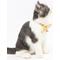 Show in main carousel: Touchcat Shepherd Polyester Cat Collar with Bow, Yellow, Large: 7.87 to 11.81-in neck, 0.39-in wide slide 4 of 5