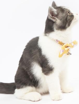 Show full view: Touchcat Shepherd Polyester Cat Collar with Bow, Yellow, Large: 7.87 to 11.81-in neck, 0.39-in wide slide 4 of 5