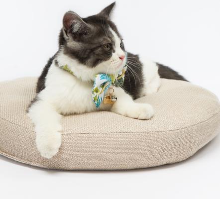 Show full view: Touchcat Tropical Polyester Cat Collar with Bow, Large: 7.87 to 11.81-in neck, 0.39-in wide slide 5 of 6