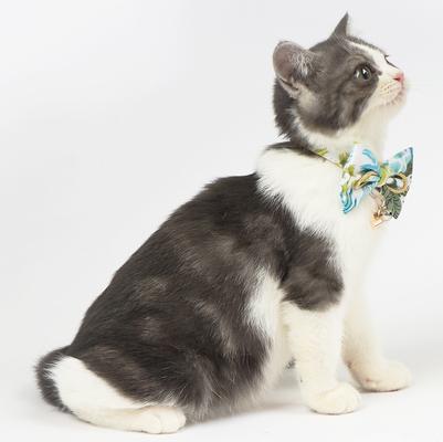 Show full view: Touchcat Tropical Polyester Cat Collar with Bow, Large: 7.87 to 11.81-in neck, 0.39-in wide slide 3 of 6