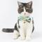 Show in main carousel: Touchcat Tropical Polyester Cat Collar with Bow, Large: 7.87 to 11.81-in neck, 0.39-in wide slide 2 of 6