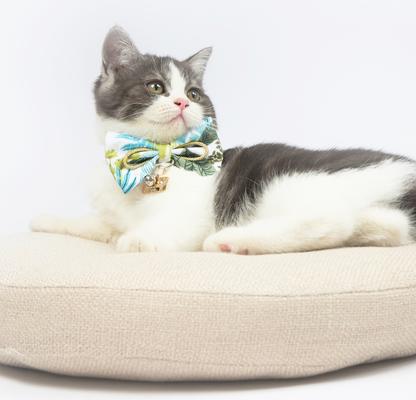 Show full view: Touchcat Tropical Polyester Cat Collar with Bow, Small: 5.9 to 9-in neck, 0.39-in wide slide 4 of 6