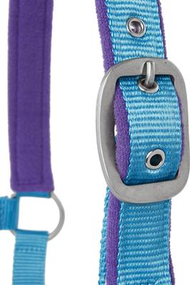 Show full view: Tough1 Nylon Padded Halter with Satin Horse Hardware, Turquoise, Yearling slide 2 of 5