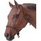 Show in main carousel: Tough1 Poly Rope Tied Horse Halter, Black slide 1 of 2