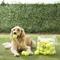 Show in main carousel: Tourna Pressureless Tennis Balls Dog Toy, 45 count slide 3 of 7