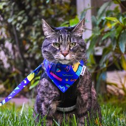 Travel Cat 90's Style Cat Bandana slide 2 of 6