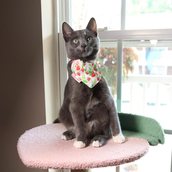 Show full view: Travel Cat Strawberry Shortcake x Travel Cat Bandana & Collar slide 5 of 8