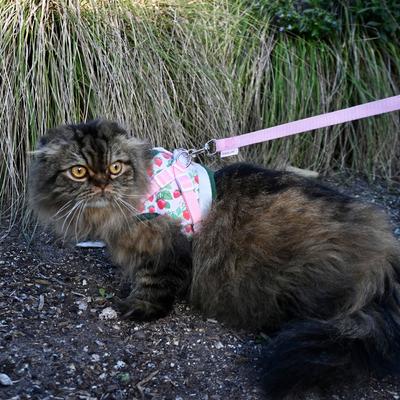Travel Cat Strawberry Shortcake x Travel Cat Harness & Leash Set