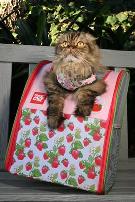 Show full view: Travel Cat Strawberry Shortcake x Travel Cat Harness & Leash Set, Large slide 2 of 12