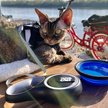 Show in main carousel: Travel Cat The Captain Cat Leash slide 7 of 7