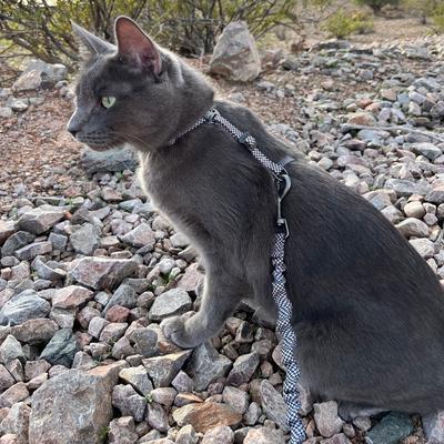 Show full view: Travel Cat The Day Tripper H-Style Adjustable Cat Harness & Leash Set, Black & White slide 2 of 8