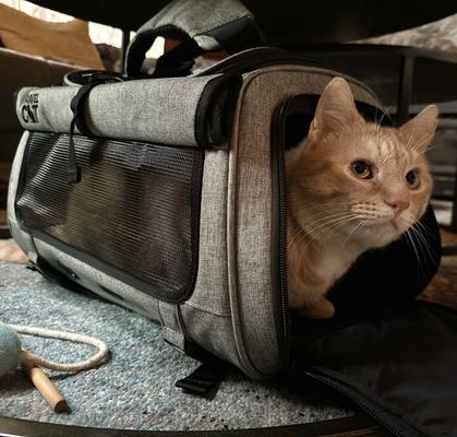 Show full view: Travel Cat The Transpurrter Airline Approved Backpack Cat Carrier, Heather Grey slide 7 of 9