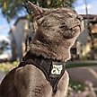 Show in main carousel: Travel Cat The True Adventurer Reflective Cat & Kitten Harness & Leash, Black, Small slide 2 of 12