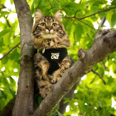 Show full view: Travel Cat The True Adventurer Reflective Cat & Kitten Harness & Leash, Black, Small slide 8 of 12
