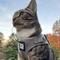 Show in main carousel: Travel Cat The True Adventurer Reflective Cat & Kitten Harness & Leash, Grey, Large slide 2 of 12