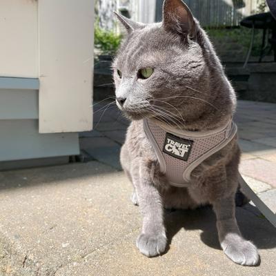 Show full view: Travel Cat The True Adventurer Reflective Cat & Kitten Harness & Leash, Grey, Medium slide 9 of 13