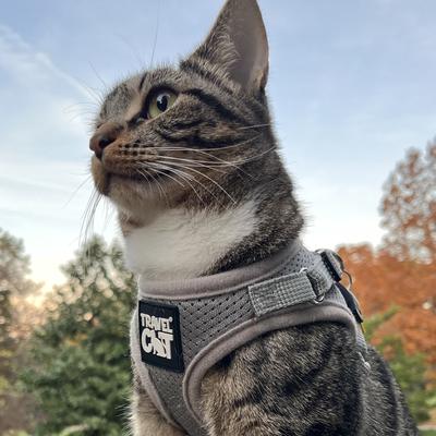 Show full view: Travel Cat The True Adventurer Reflective Cat & Kitten Harness & Leash, Grey, Small slide 3 of 13