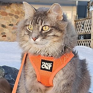 Travel Cat The True Adventurer Reflective Cat & Kitten Harness & Leash, Orange, Medium