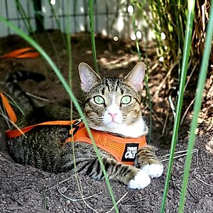 Travel Cat The True Adventurer Reflective Cat & Kitten Harness & Leash, Orange, Medium