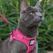 Show in main carousel: Travel Cat The True Adventurer Reflective Cat & Kitten Harness & Leash, Pink, Medium slide 2 of 12