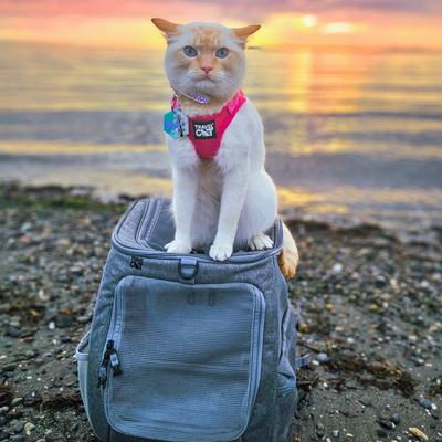 Show full view: Travel Cat The True Adventurer Reflective Cat & Kitten Harness & Leash, Pink, Medium slide 8 of 12