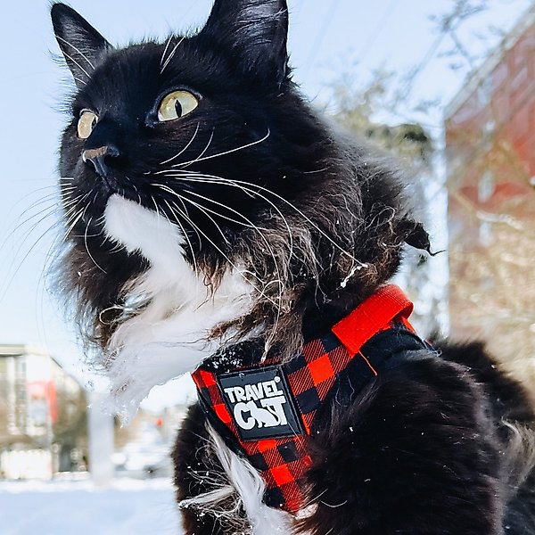 Show full view: Travel Cat The True Adventurer Reflective Cat & Kitten Harness & Leash, Plaid, X-Small slide 2 of 12