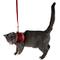 Show in main carousel: Travel Cat The True Adventurer Reflective Cat & Kitten Harness & Leash, Red, Extra-Small slide 7 of 12
