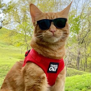Travel Cat The True Adventurer Reflective Cat & Kitten Harness & Leash, Red, Small