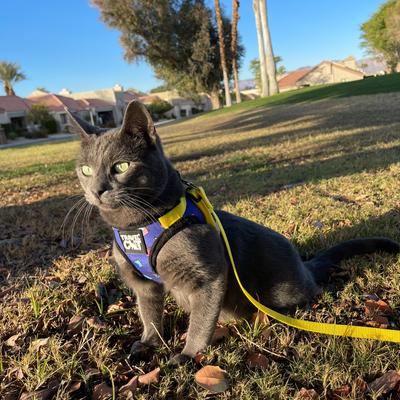 Show full view: Travel Cat The True Adventurer Reflective Cat & Kitten Harness & Leash, The 90s Cat, Medium slide 8 of 12