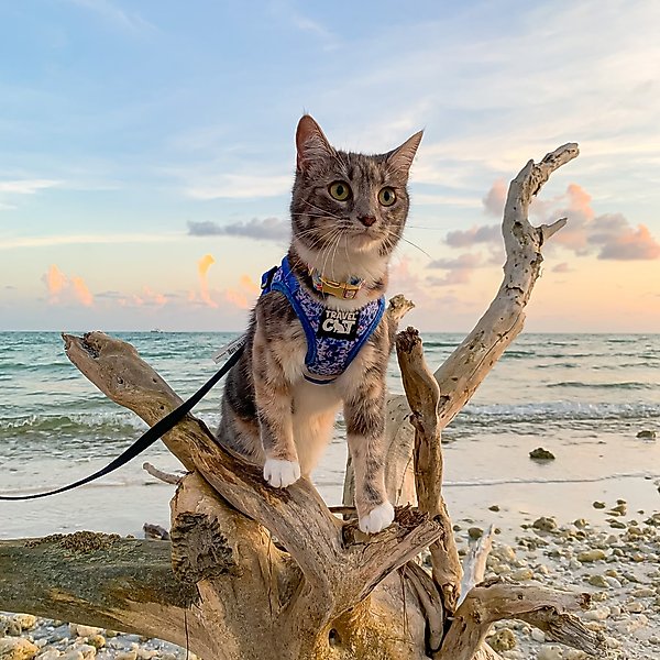Show full view: Travel Cat The True Adventurer Reflective Cat & Kitten Harness & Leash, The Groovy Cat, Large slide 8 of 12