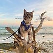 Show in main carousel: Travel Cat The True Adventurer Reflective Cat & Kitten Harness & Leash, The Groovy Cat, Large slide 8 of 12