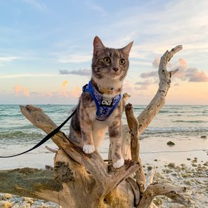 Travel Cat The True Adventurer Reflective Cat & Kitten Harness & Leash, The Groovy Cat, Medium