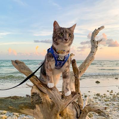 Show full view: Travel Cat The True Adventurer Reflective Cat & Kitten Harness & Leash, The Groovy Cat, Small slide 8 of 12